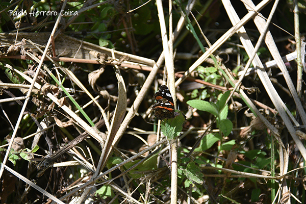 Mariposa Numerada